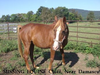 MISSING EQUINE Chief, Near Damascus, MD, 20872